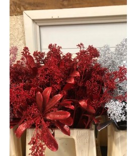 Skimmia teinté  Rouge