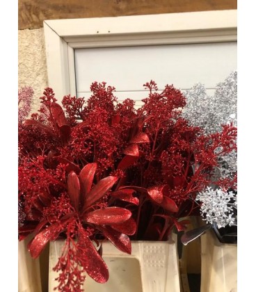 Skimmia teinté  Rouge