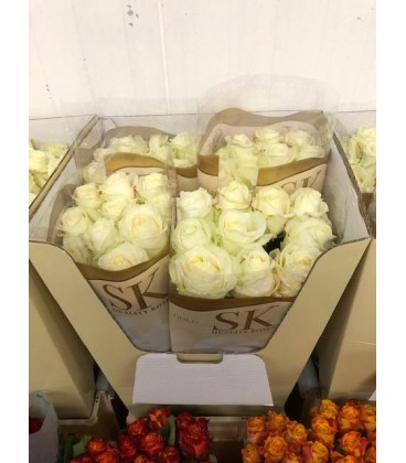 Rose Avalanche 90 cm