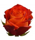 Rose Equat  Atomic 50cm x 25