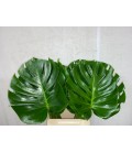 Monstera diam 27