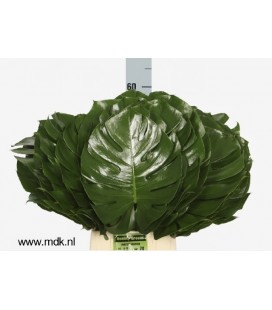 Monstera 70 cm diam 35 cm