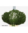 Monstera diam 30 cm