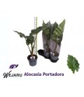 Alocasia Portodora Ø 19h 80