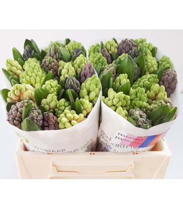 Jacinthe mix 4 coul 30 cm