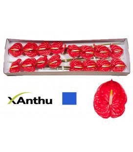 Anthurium Tropical par 16 diam 11 c