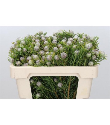 Brunia Jade  pearl 40 cm