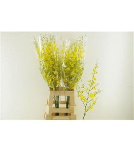 Oncidium 70 cm