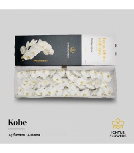 Phalaenopsis Kobe x45