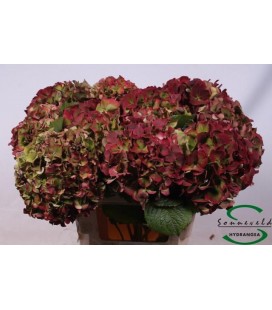 Hortensia Glow alps cl 60 cm