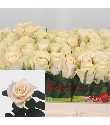 Rose Charmant 40 cm