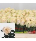 Rose Charmant 40 cm
