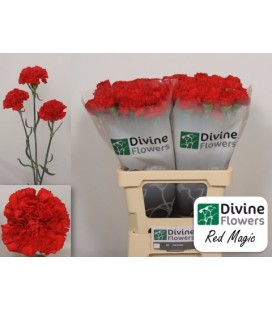 Oeillet Red magic