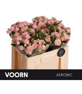 Rose Branchue Aerobic 50 Cm