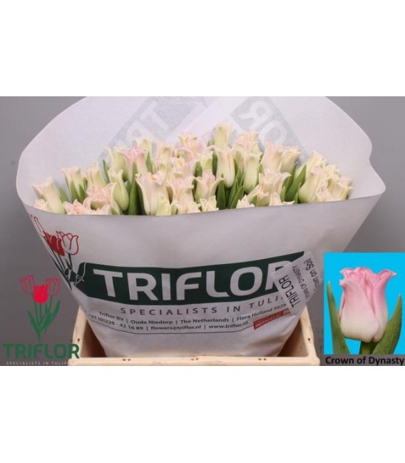 Tulipe Dynasty 40 cm