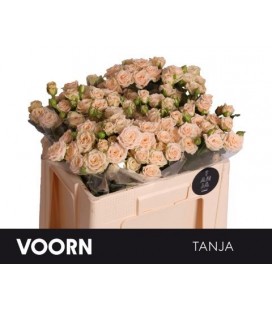 Rose Branchue Tanja 50 Cm