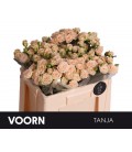 Rose Branchue Tanja 50 Cm
