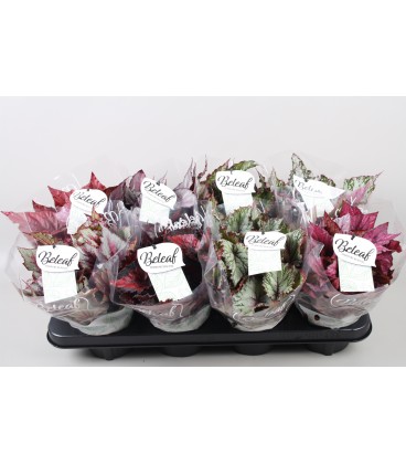 Begonia Beleaf Ø 13