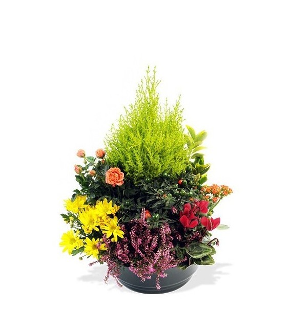 Coupe Plantes Ext 38 cm14.50 ( A commander 24h avant livraison )