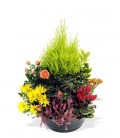 Coupe Plantes Ext 38 cm14.50 ( A commander 24h avant livraison )