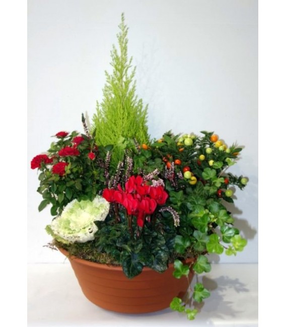 Coupe Plantes Exterieur 27 ( A commander 24h avant livraison )