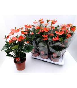 Anthurium adios Orange Ø 17