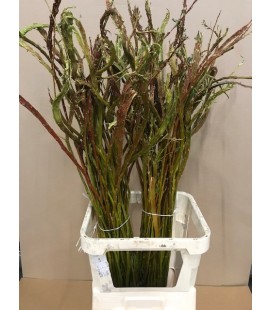 Salix Sekka bandwild 60 cm