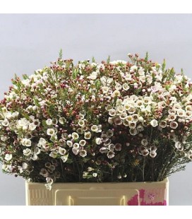 Wax Moonl Delight 70 cm