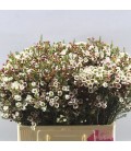 Wax Moonl Delight 80 cm