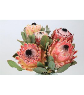 Protea magnifica 60 cm