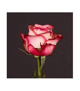 Rose Paloma 70 cm