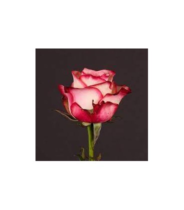 Rose Paloma 80 cm
