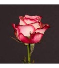 Rose Paloma 80 cm