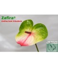 Anthurium Zafira Green par 16