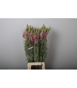 Muflier poto Red 75 Cm