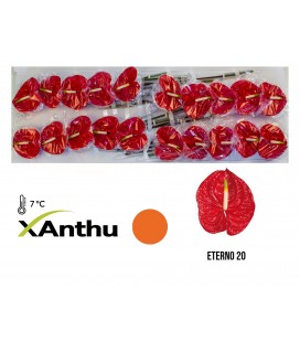 Anthurium Eterno x 20