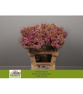 Lilas  hortenst 60 cm