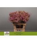 Lilas  hortenst 60 cm