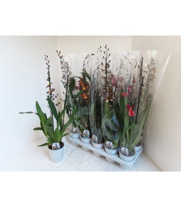 Cambria mix pot de 12 H70 cm