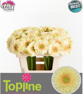 Germini Romily