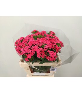 Dianthus Will Coral 60 cm