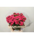 Dianthus Will coral