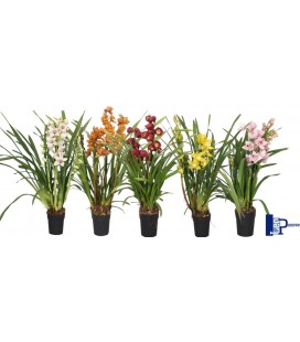 Cymbidium pot de 14 h 75 