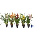 Cymbidium pot de 14 h 75 
