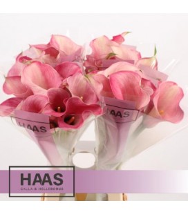 Calla Captaine Romance  65 cm