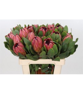 Protea Sylvia 60 cm