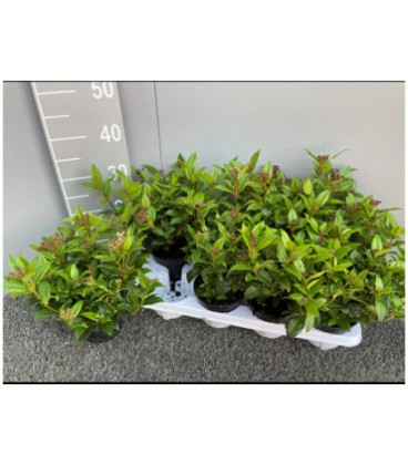 Viburnum Tinus Pot de 12 h25