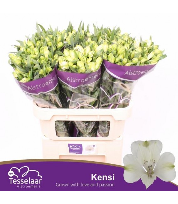 Alstromeria Kensi 75 cm