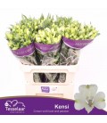 Alstromeria Kensi 75 cm