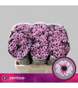 Santini Yin Yang Pink